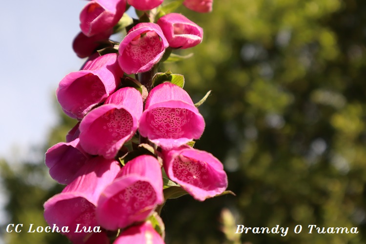 Brandy 1 (2)