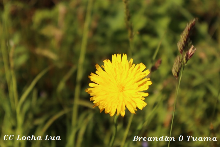 Brandy 3
