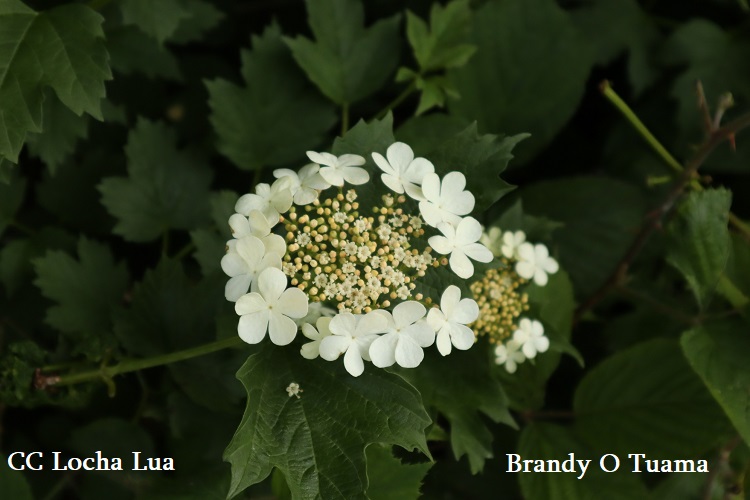 Brandy 3