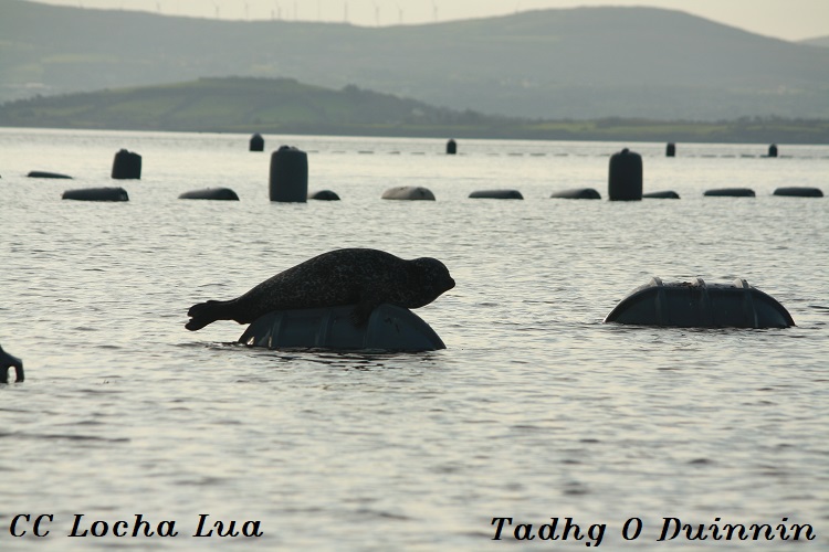 Tadhg 1 (2)