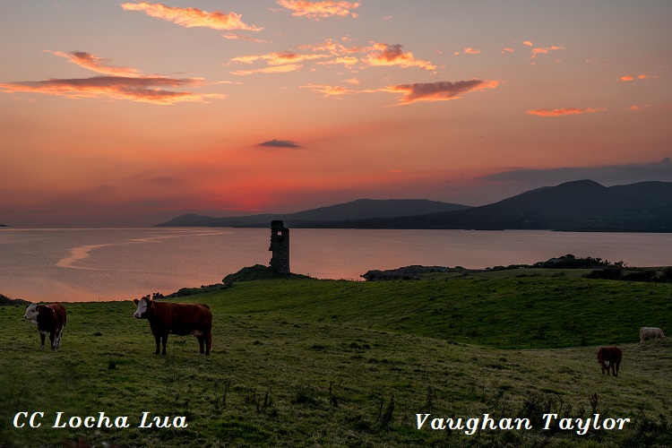 Vaughan 1