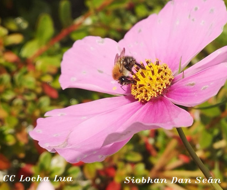 Siobhan 1 (1)