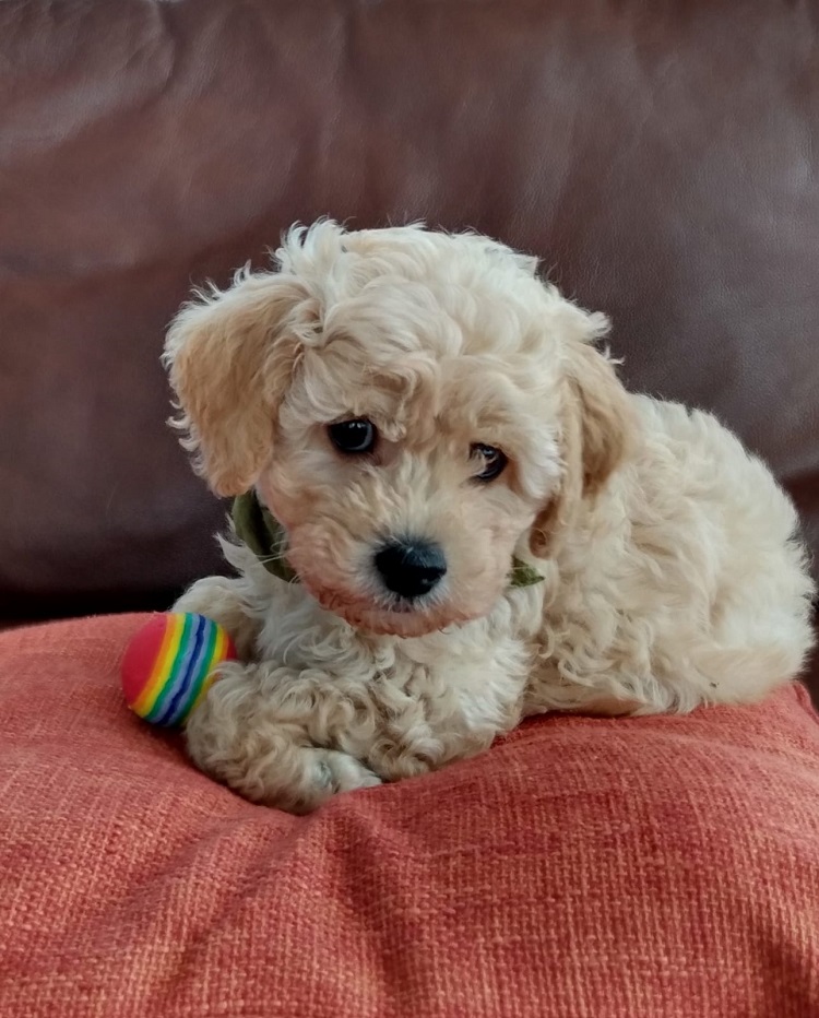 Tadhg 4