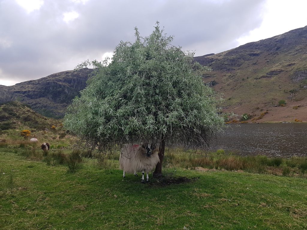 Triú Áit