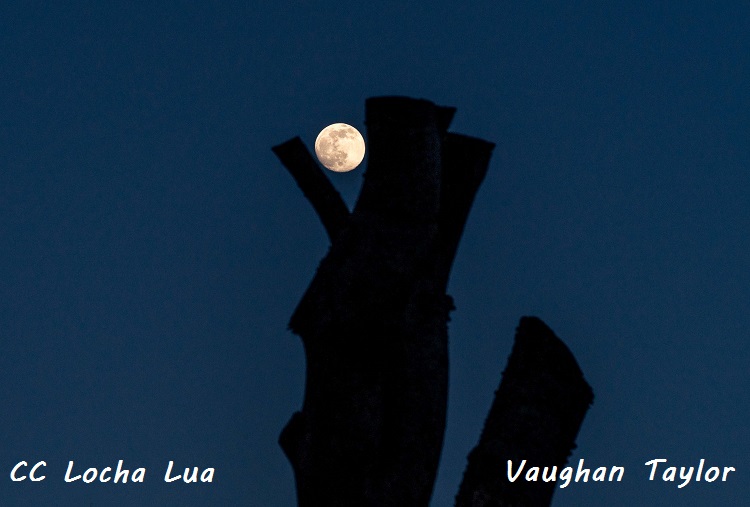 Vaughan 6