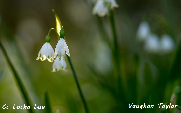 Vaughan 1