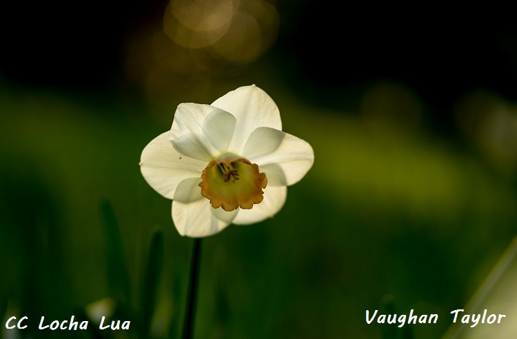 Vaughan 2